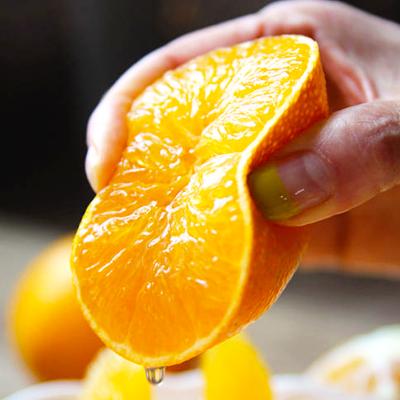 제주직송 노지 제철 황금향 2~10kg 중소/로얄/중대과