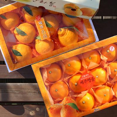 [26년설] [1+1] 천혜향3kg(13~15개입)+레드향세트3kg(13~17개입)