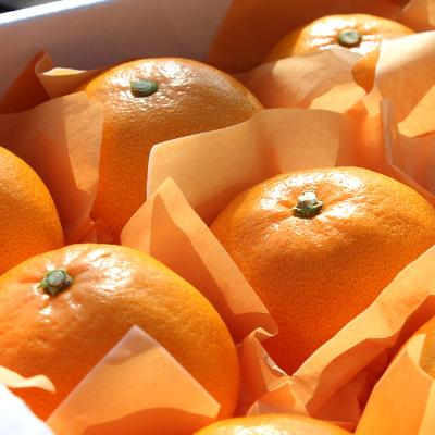 [26년설] [선물세트]천혜향세트3kg(10~12개입)