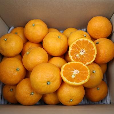 제주직송 고당도 프리미엄 카라향 1kg~5kg 혼합과